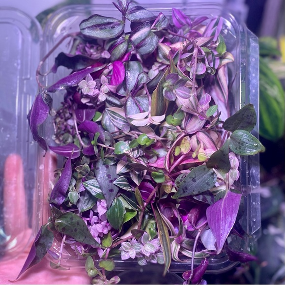 Rainbow tradescantia bundle- 10 varieties including rare cultivars - Picture 12 of 12